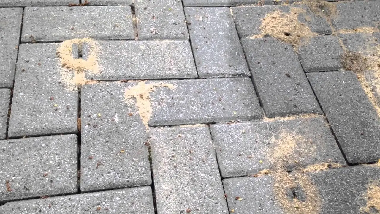 ants-in-pavers